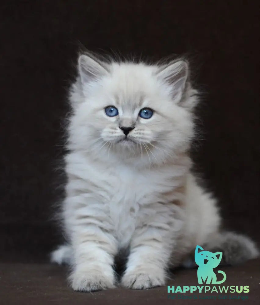 Eliksir Neva Masquerade male blue tabby pointed - live animals