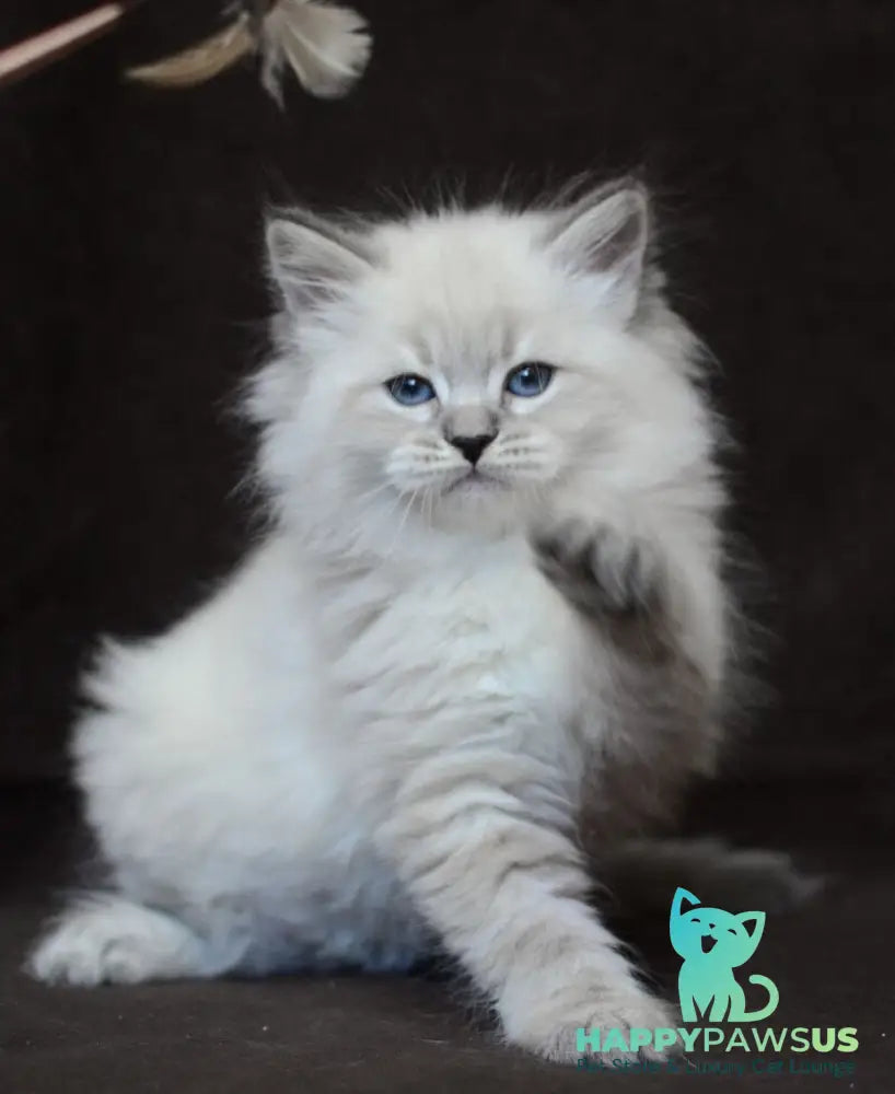 Eliksir Neva Masquerade male blue tabby pointed - live animals
