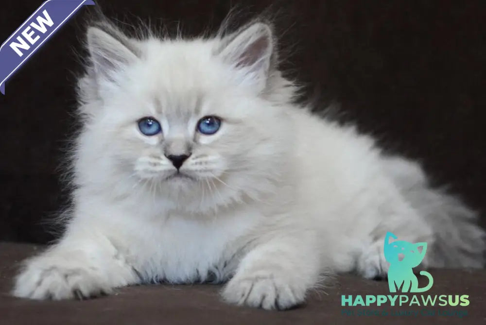 Eliksir Neva Masquerade male blue tabby pointed - live animals
