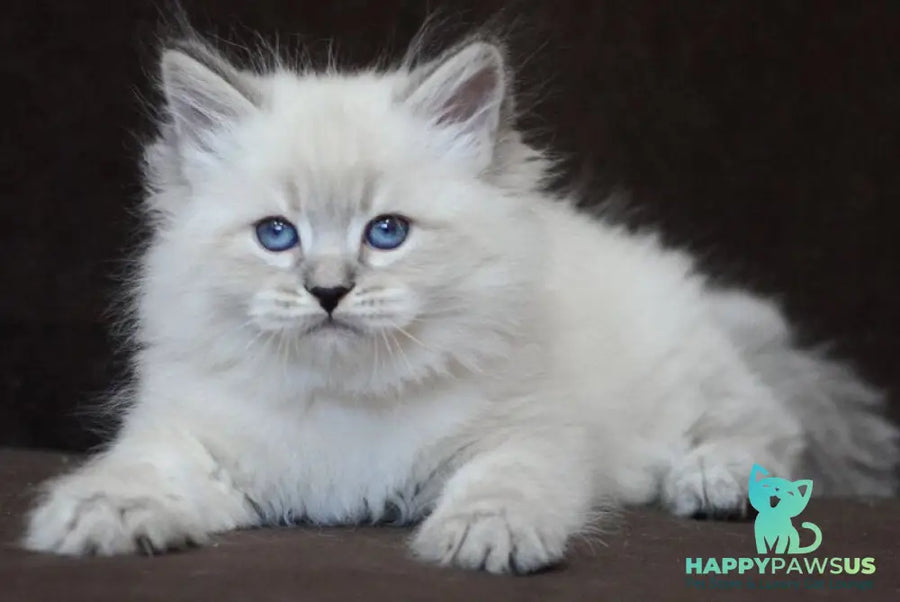 Eliksir Neva Masquerade male blue tabby pointed - live animals