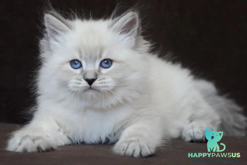 Eliksir Neva Masquerade male blue tabby pointed - live animals