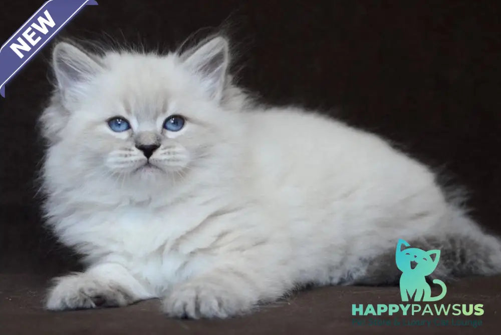 Eliksir Neva Masquerade male blue tabby pointed - live animals