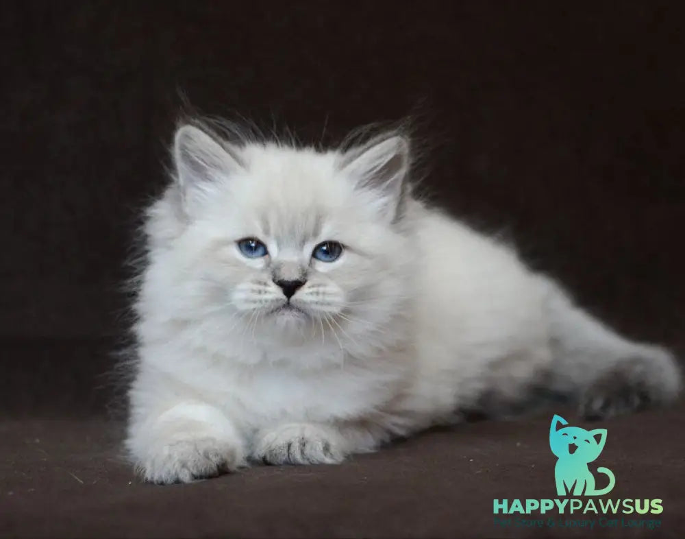 Eliksir Neva Masquerade male blue tabby pointed - live animals