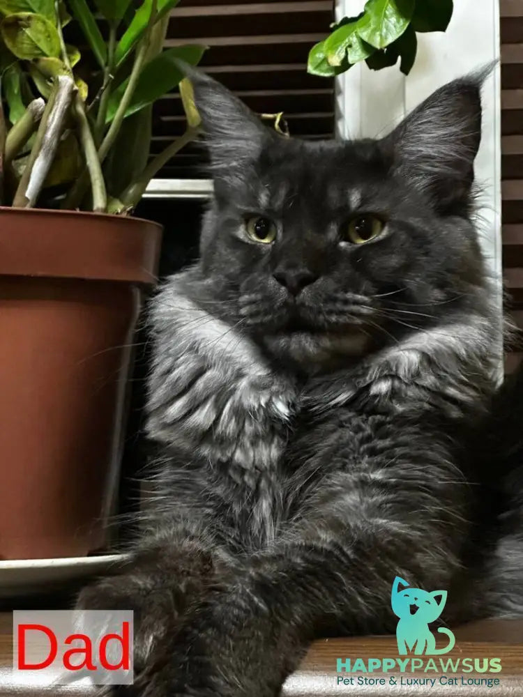 Elina Maine Coon female blue tortie bicolour live animals