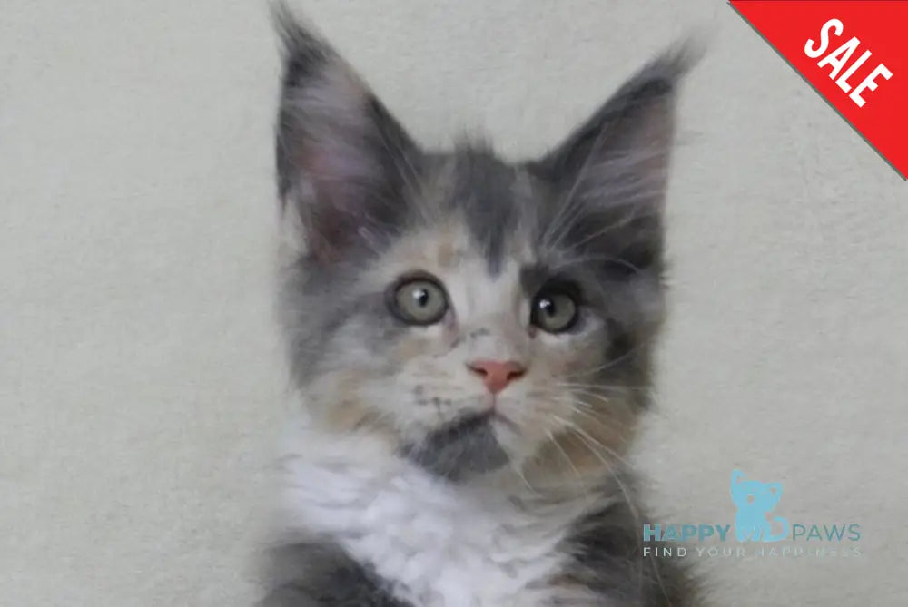 Elina Maine Coon female blue tortie bicolour live animals