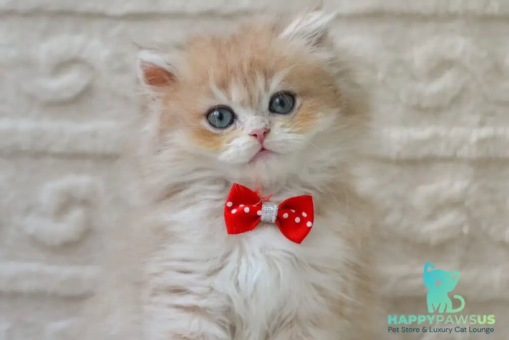 Elio British Longhair male blue golden shaded - live animals