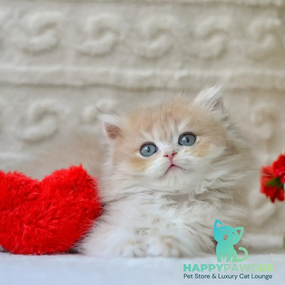 Elio British Longhair male blue golden shaded - live animals