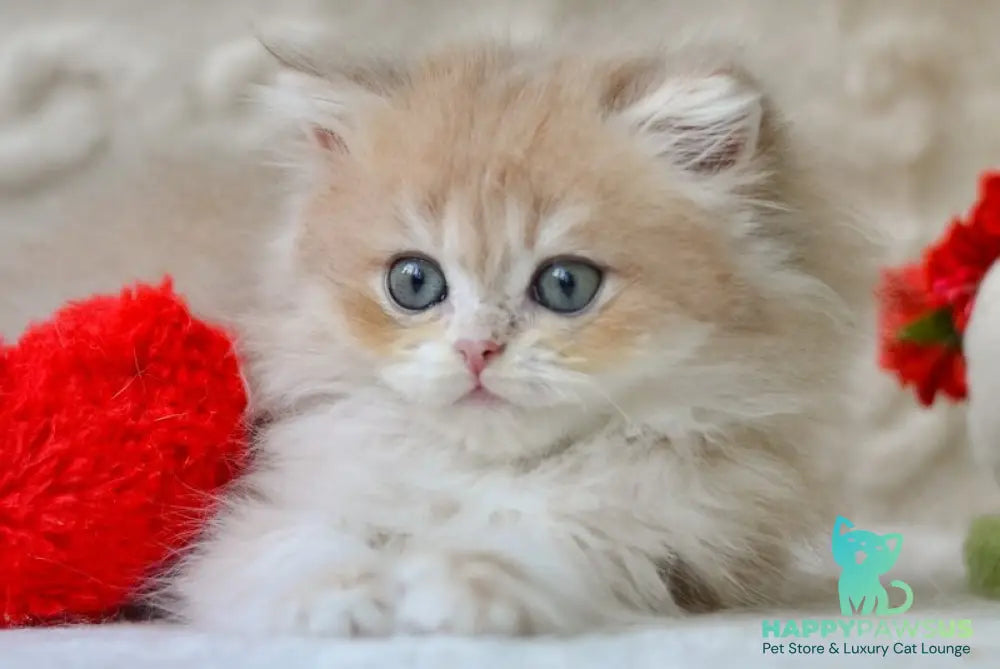 Elio British Longhair male blue golden shaded - live animals