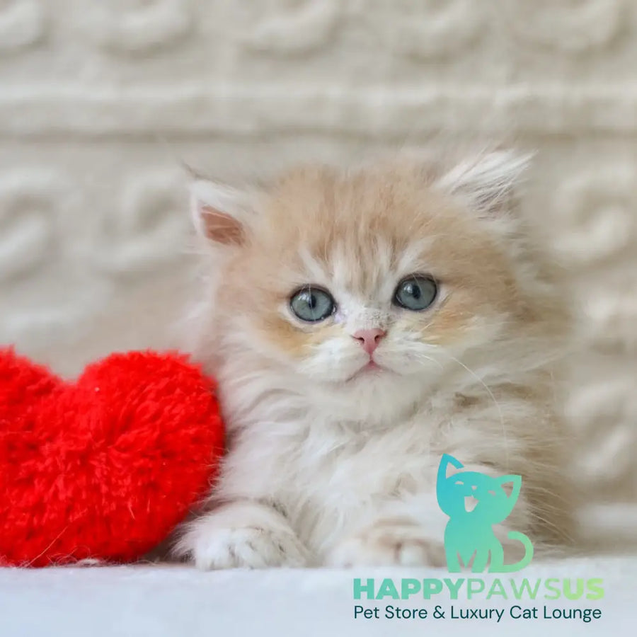 Elio British Longhair male blue golden shaded - live animals