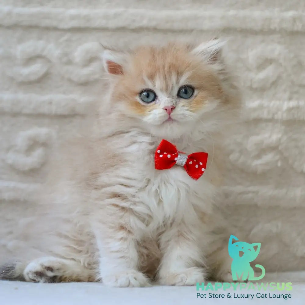 Elio British Longhair male blue golden shaded - live animals
