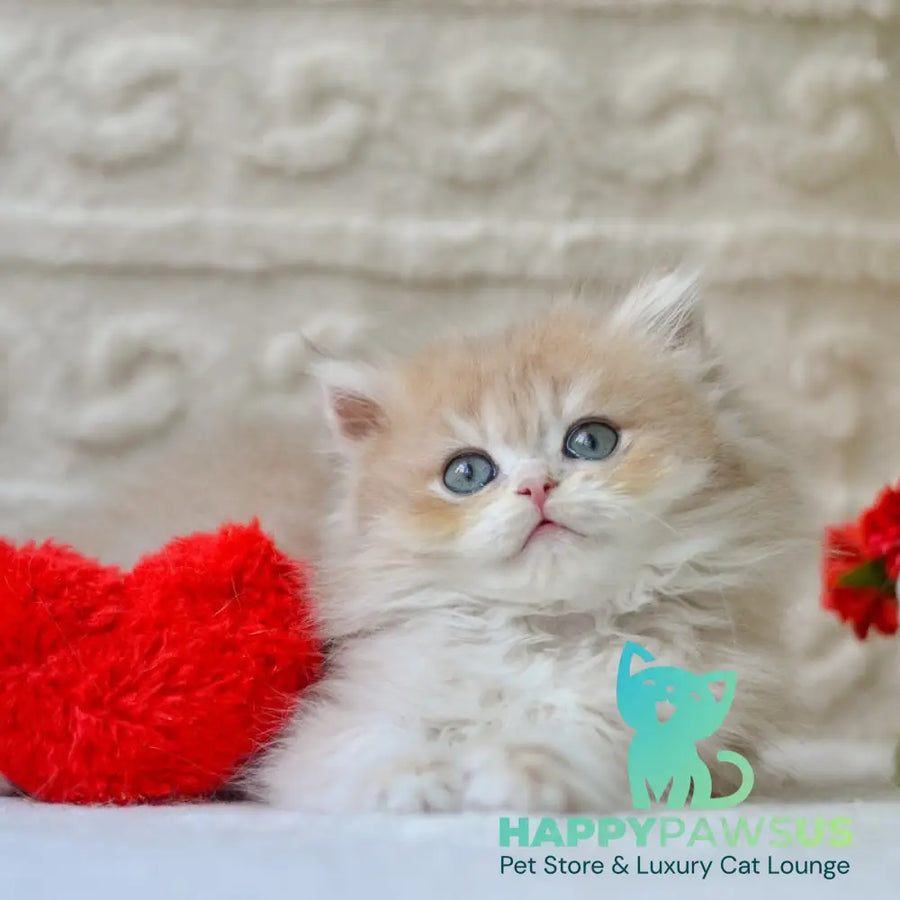 Elio British Longhair male blue golden shaded - live animals