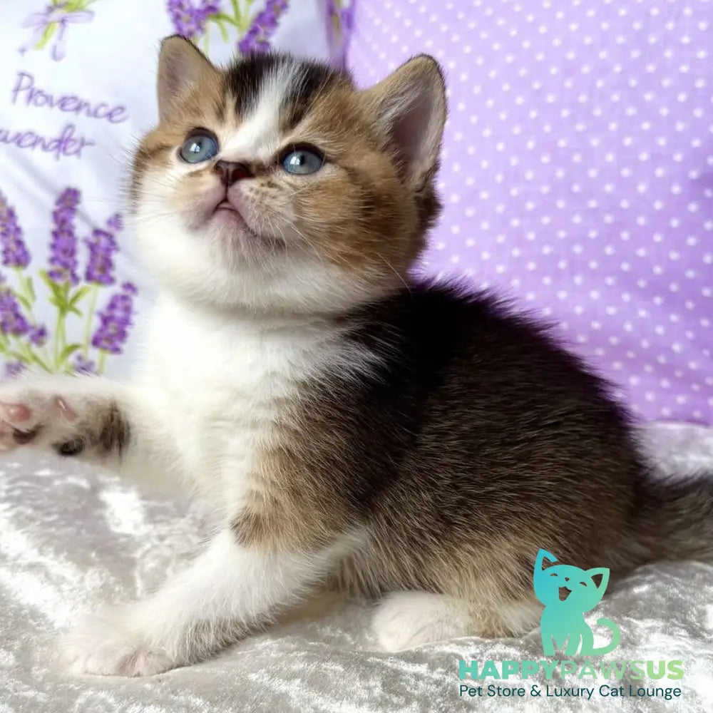 Elio British Shorthair male black golden ticked tabby bicolour - live animals