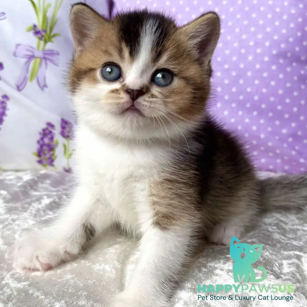 Elio British Shorthair male black golden ticked tabby bicolour - live animals