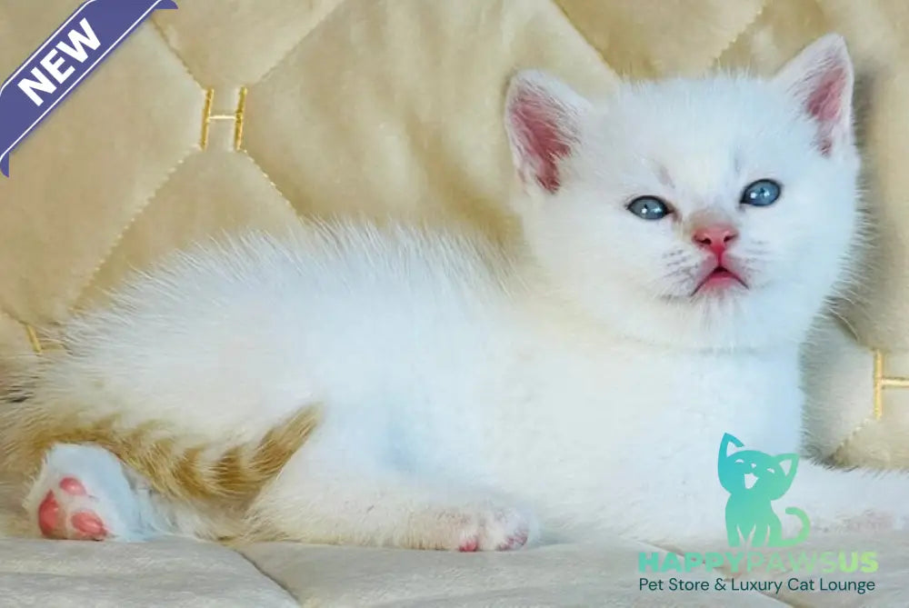 Elio British Shorthair male red golden shaded pointed - live animals