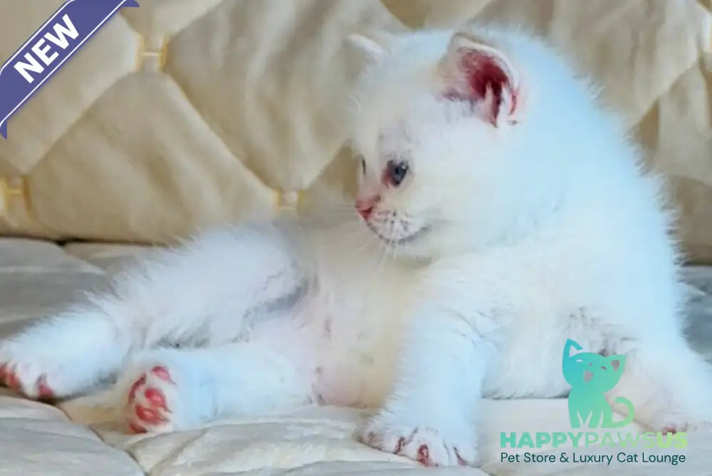 Elio British Shorthair male red golden shaded pointed - live animals