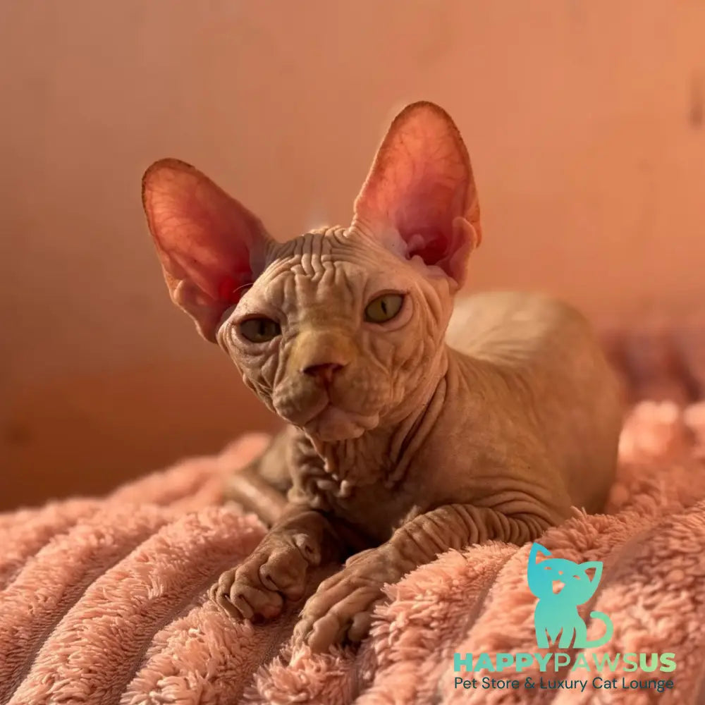 Eliot Canadian Sphynx male red - live animals