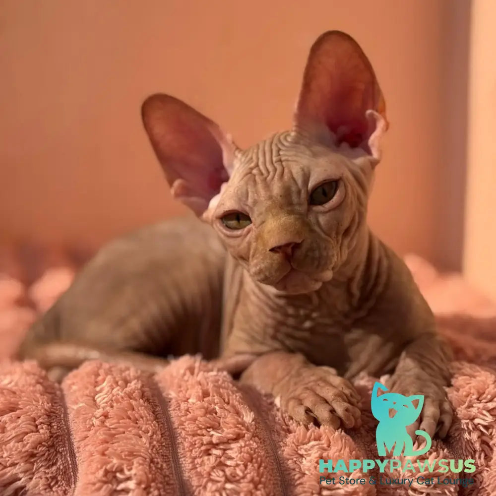 Eliot Canadian Sphynx male red - live animals