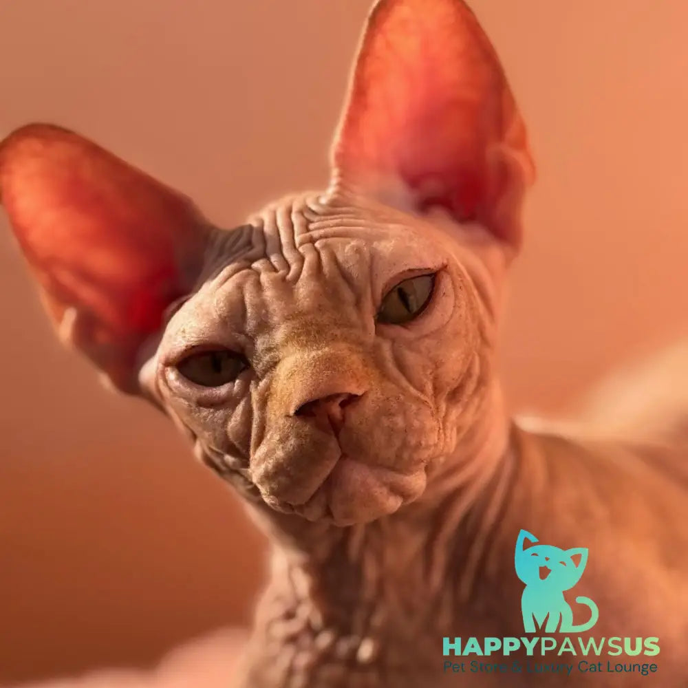 Eliot Canadian Sphynx male red - live animals
