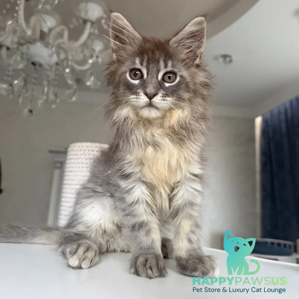 Eliot Maine Coon male blue silver tabby - live animals