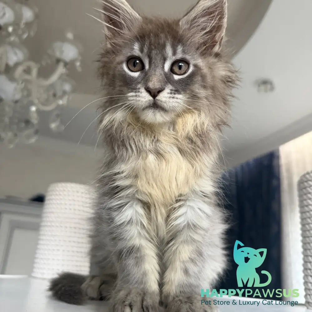 Eliot Maine Coon male blue silver tabby - live animals