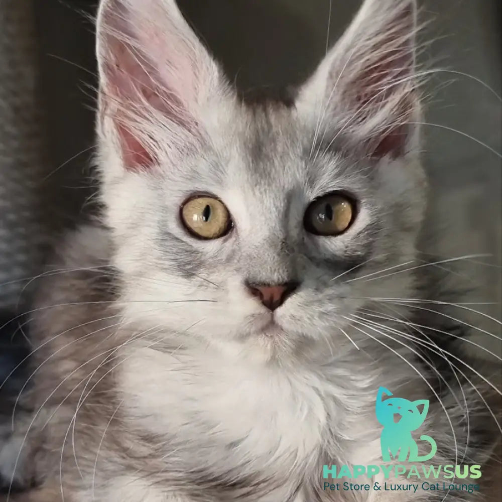 Elisa Maine Coon female black silver tabby - live animals