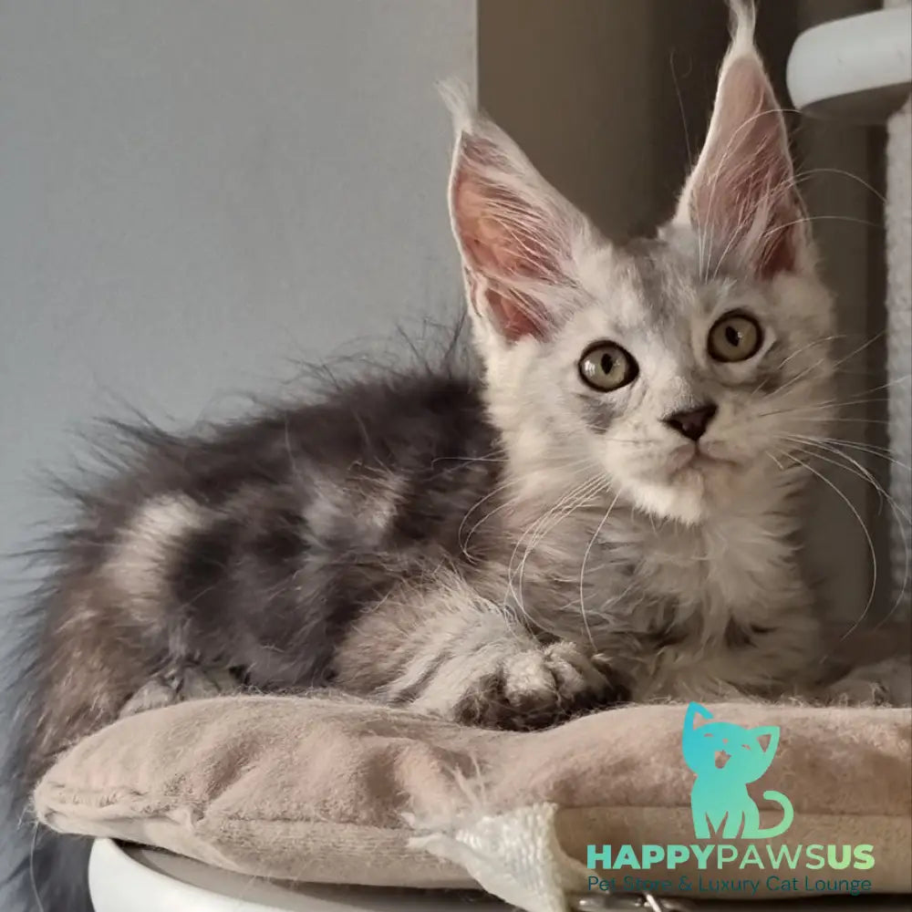 Elisa Maine Coon female black silver tabby - live animals