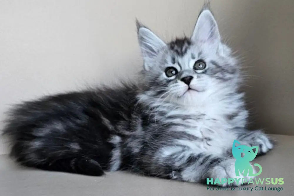 Elisaveta Maine Coon female black silver tabby - live animals