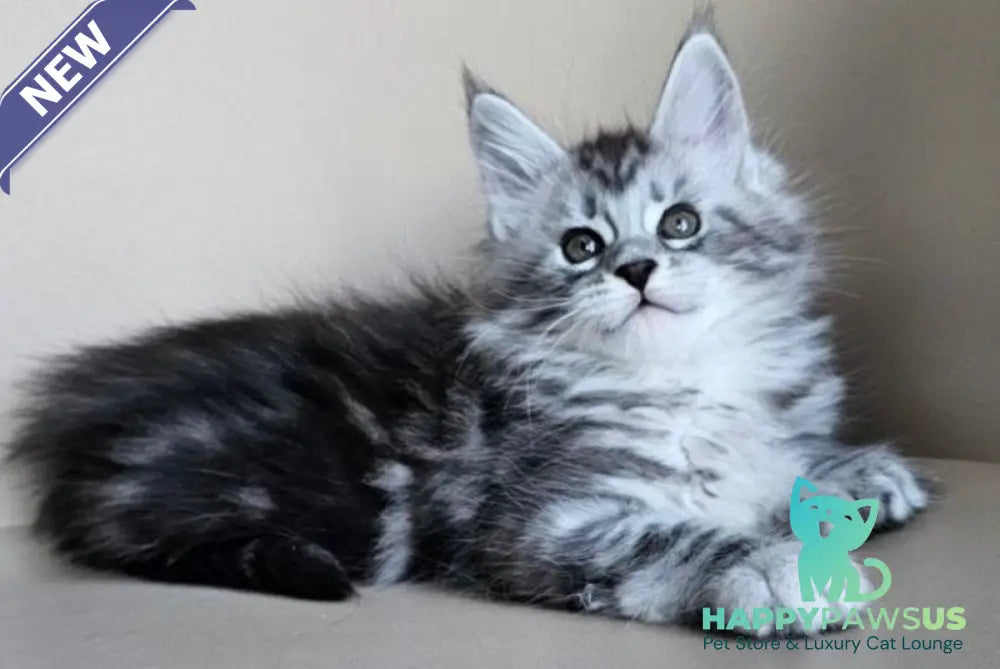 Elisaveta Maine Coon female black silver tabby - live animals
