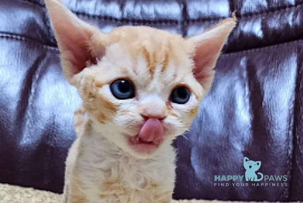 Elisey Devon Rex male cream spotted tabby bicolour live animals