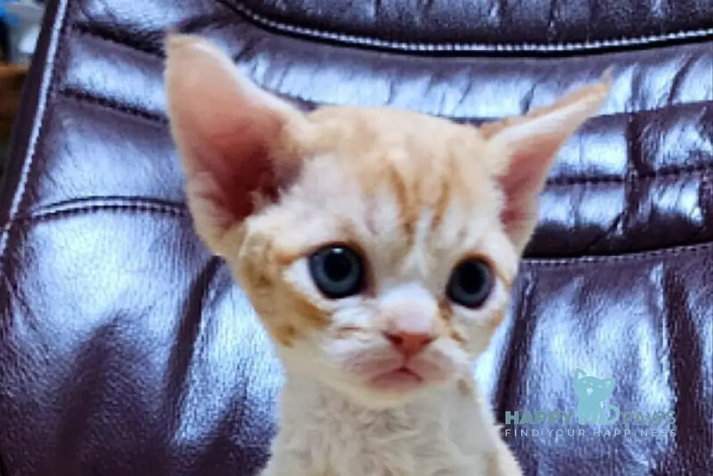 Elisey Devon Rex male cream spotted tabby bicolour live animals