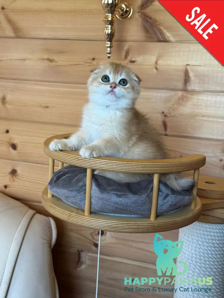 Elisey Scottish Fold male black golden chinchilla - live animals