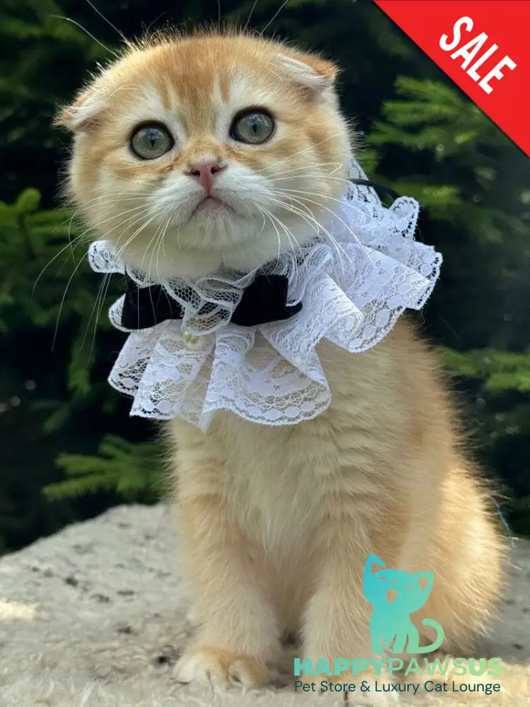 Elisey Scottish Fold male black golden chinchilla - live animals