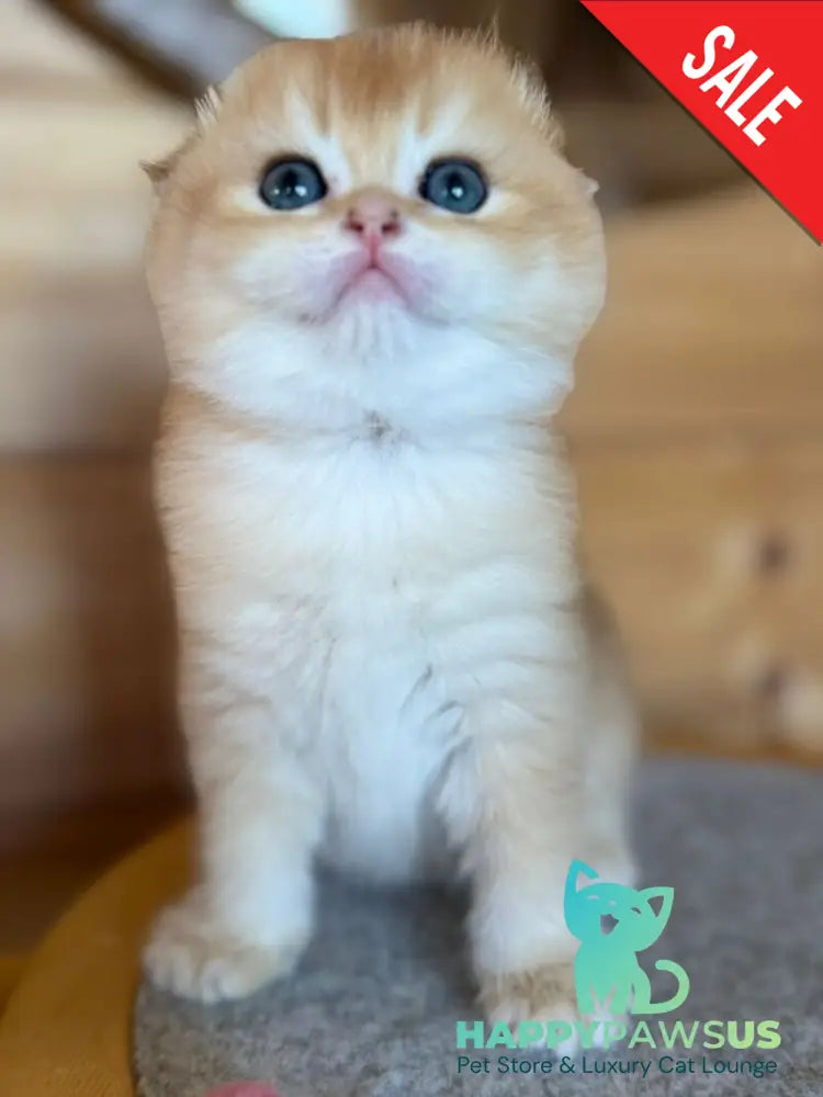 Elisey Scottish Fold male black golden chinchilla - live animals
