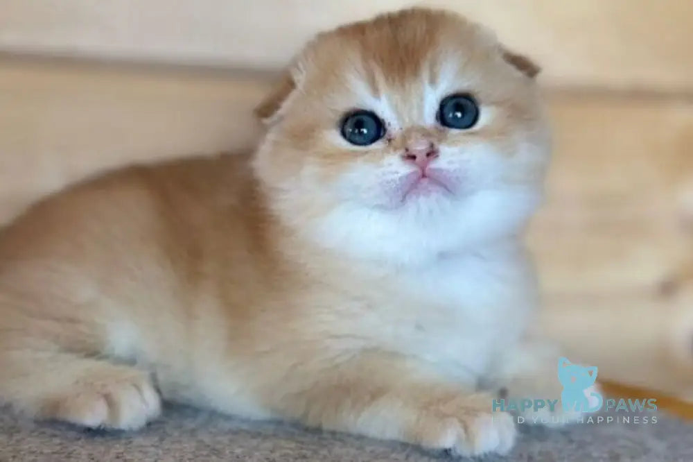 Elisey Scottish Fold male black golden chinchilla - live animals