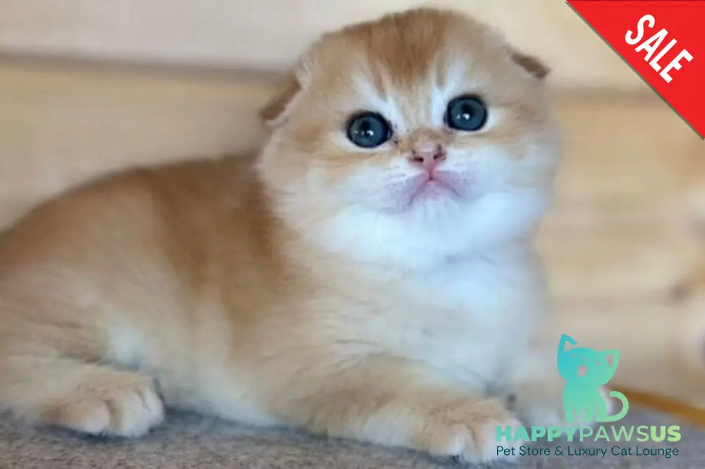 Elisey Scottish Fold male black golden chinchilla - live animals