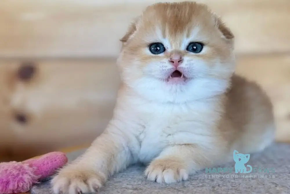 Elisey Scottish Fold male black golden chinchilla - live animals