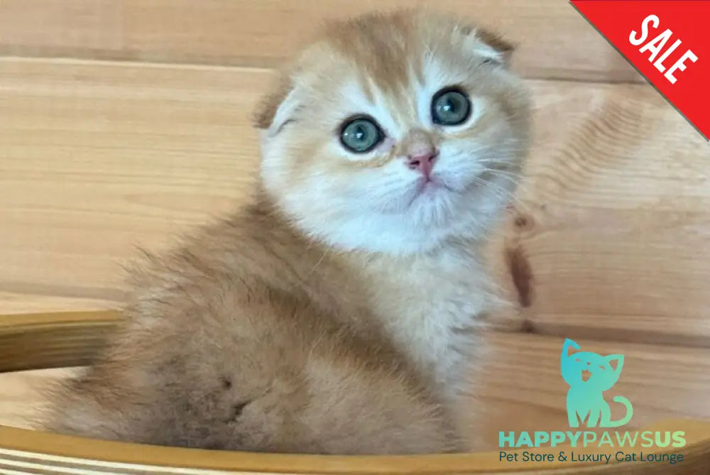 Elisey Scottish Fold male black golden chinchilla - live animals