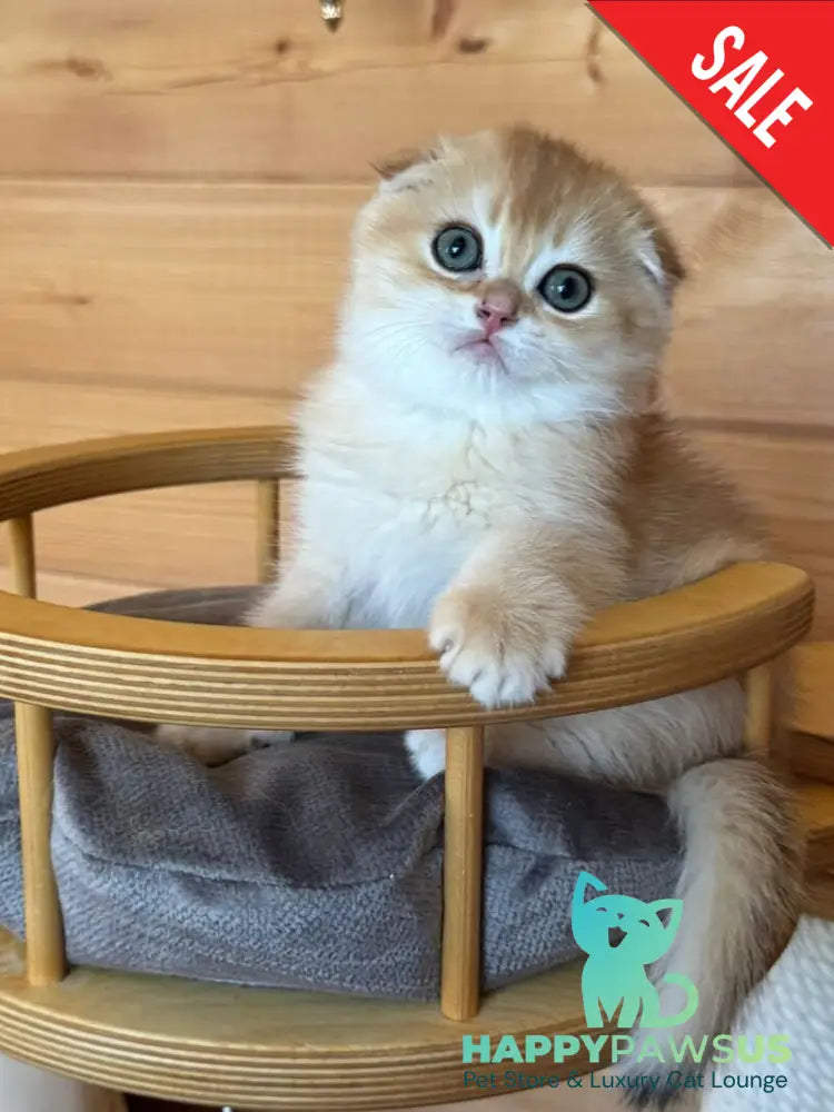 Elisey Scottish Fold male black golden chinchilla - live animals
