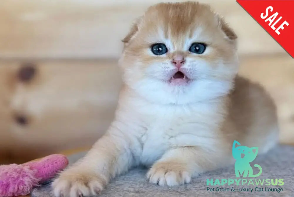 Elisey Scottish Fold male black golden chinchilla - live animals