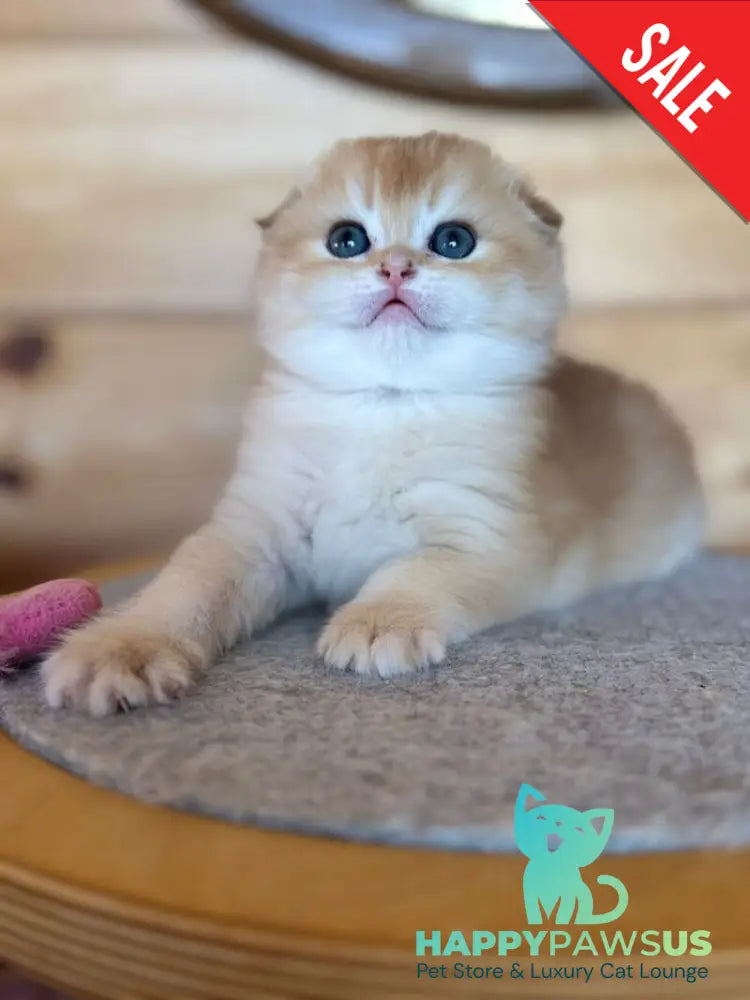 Elisey Scottish Fold male black golden chinchilla - live animals