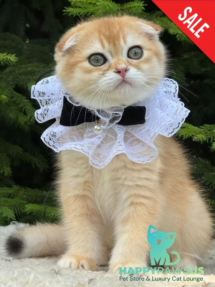 Elisey Scottish Fold male black golden chinchilla - live animals
