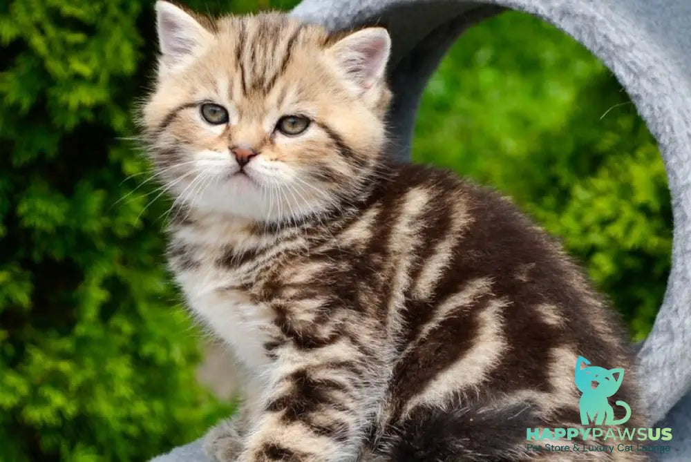 Elisey Scottish Straight male black tabby - live animals