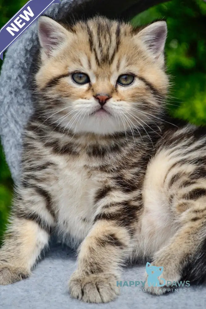 Elisey Scottish Straight male black tabby - live animals