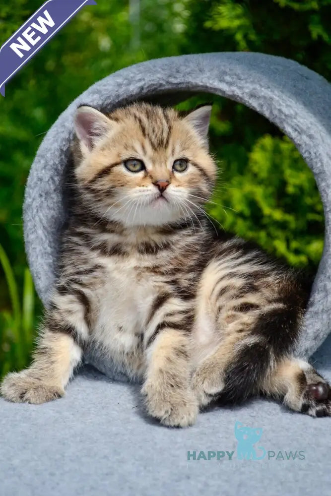 Elisey Scottish Straight male black tabby - live animals