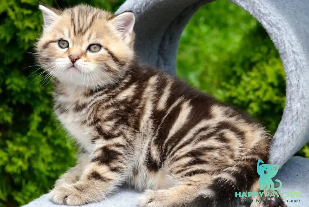 Elisey Scottish Straight male black tabby - live animals