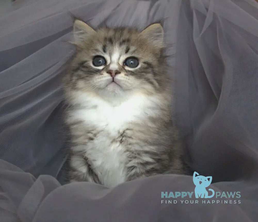 Elisey Siberian male black with white spotted tabby - live animals