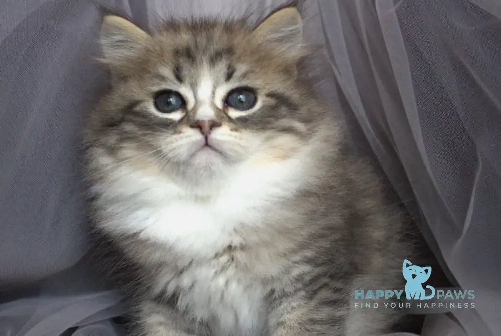 Elisey Siberian male black with white spotted tabby - live animals
