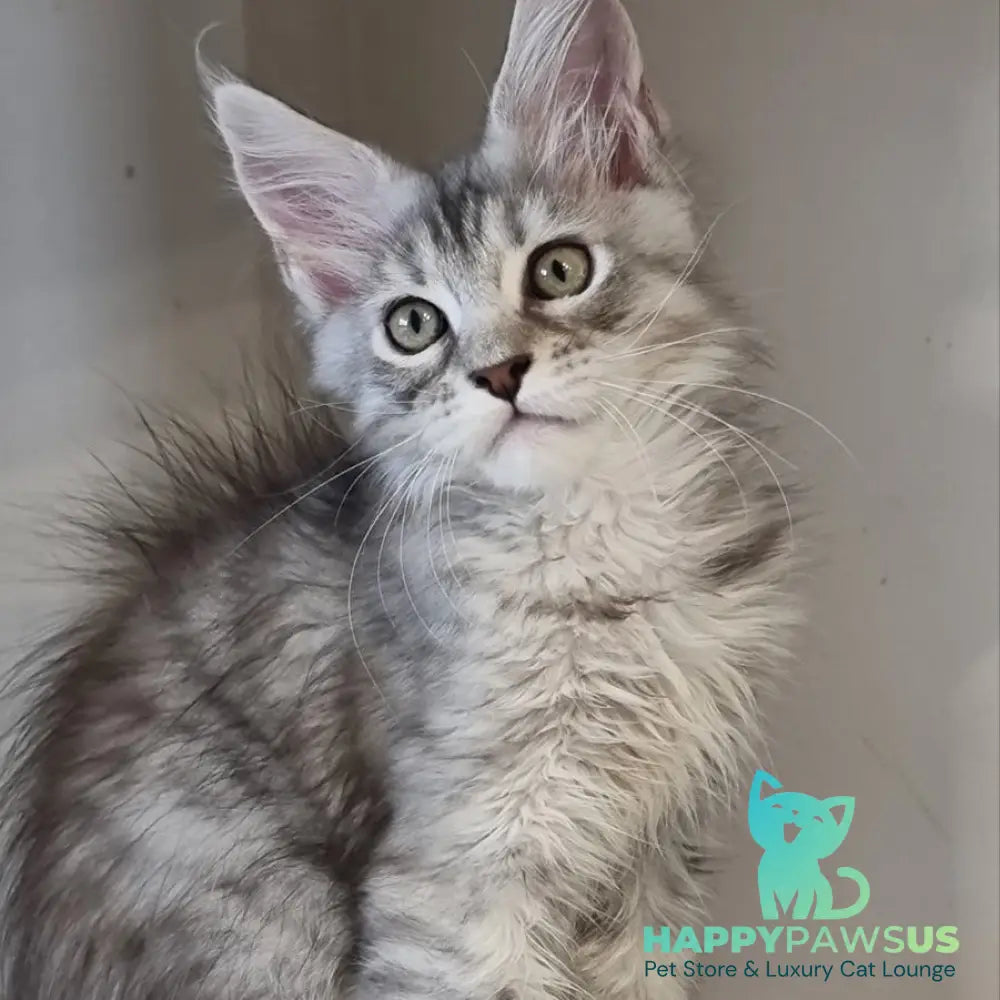 Elit Maine Coon male black silver spotted tabby - live animals