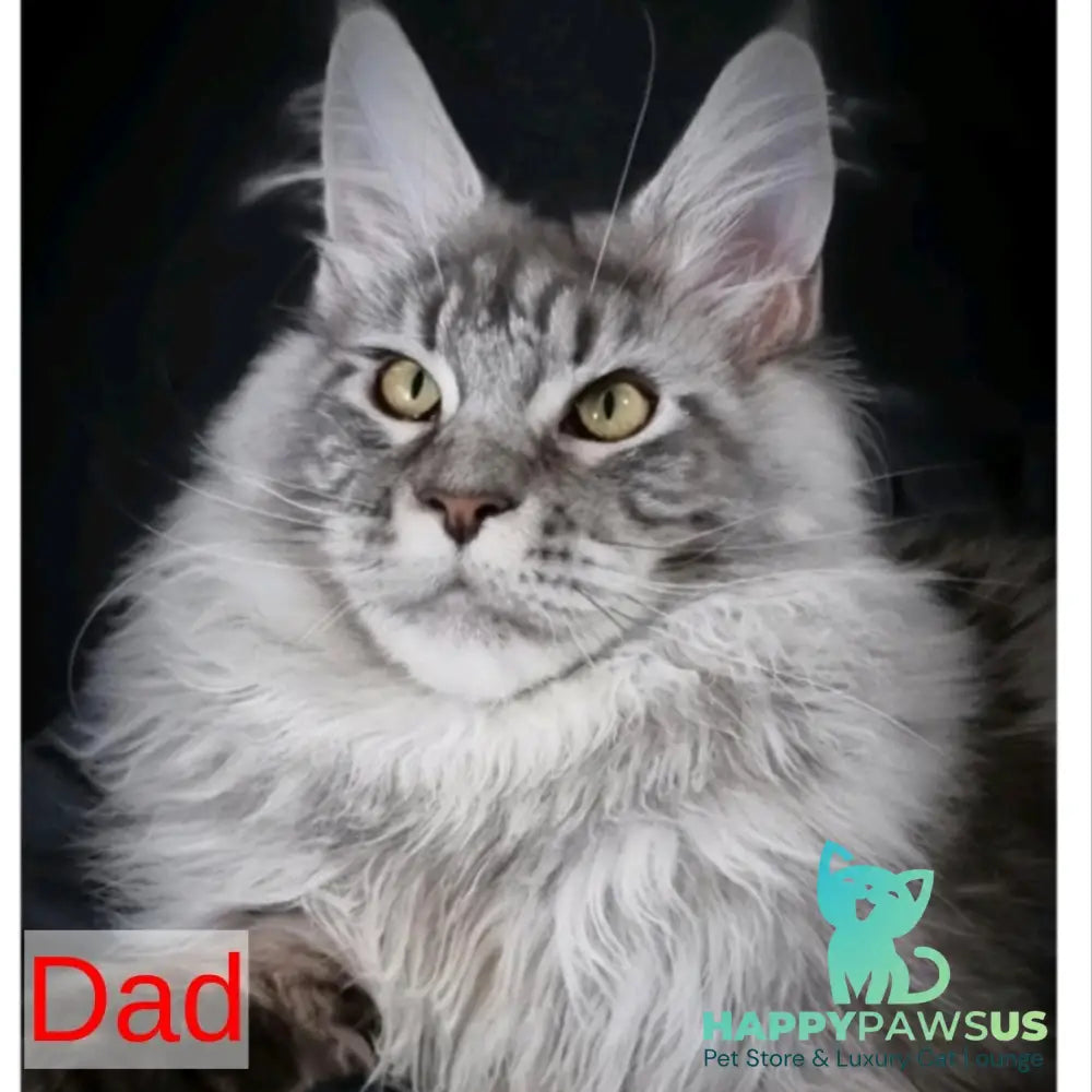 Elit Maine Coon male black silver spotted tabby - live animals