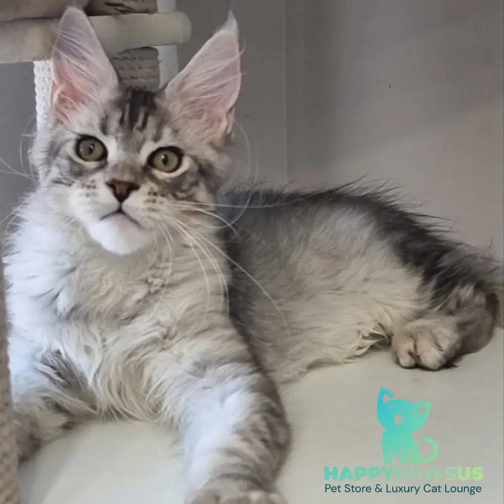 Elit Maine Coon male black silver spotted tabby - live animals